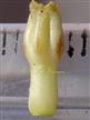  Corolla Tube and Throat
